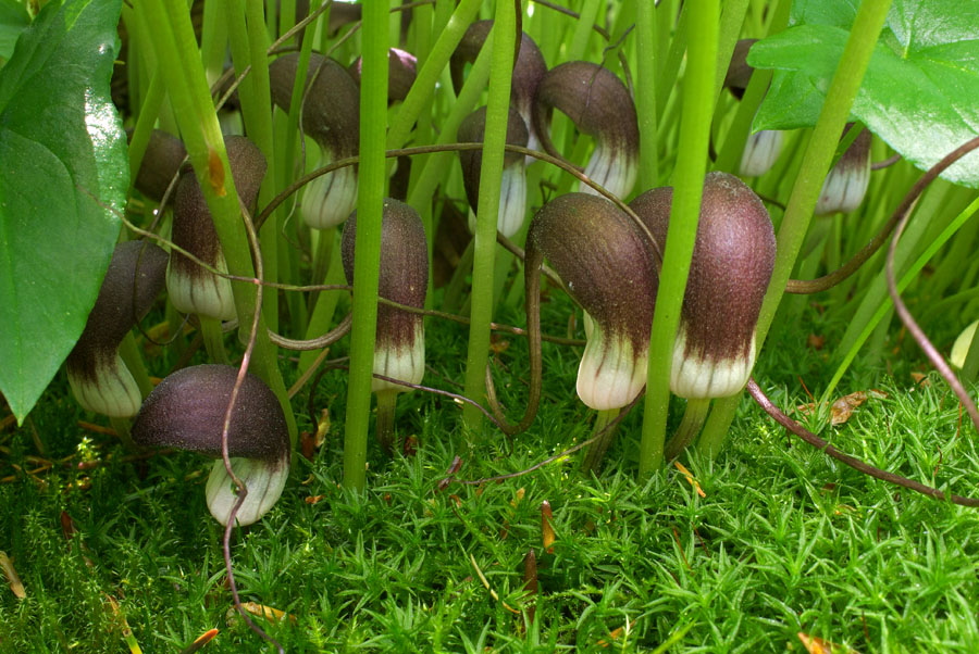 Arisarum proboscideum