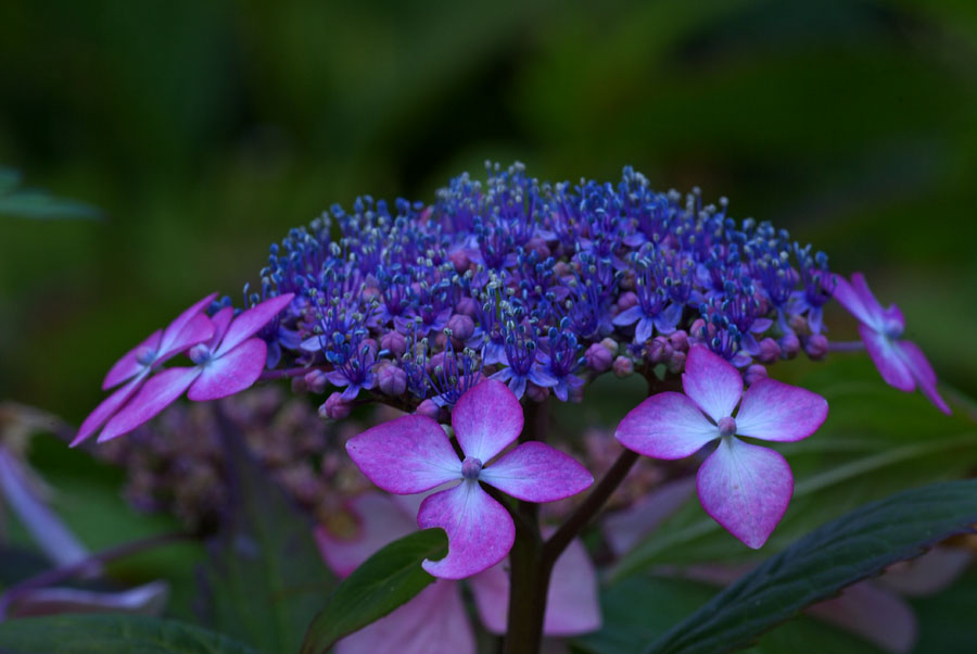 Hydrangea serrata Beni-Gaku