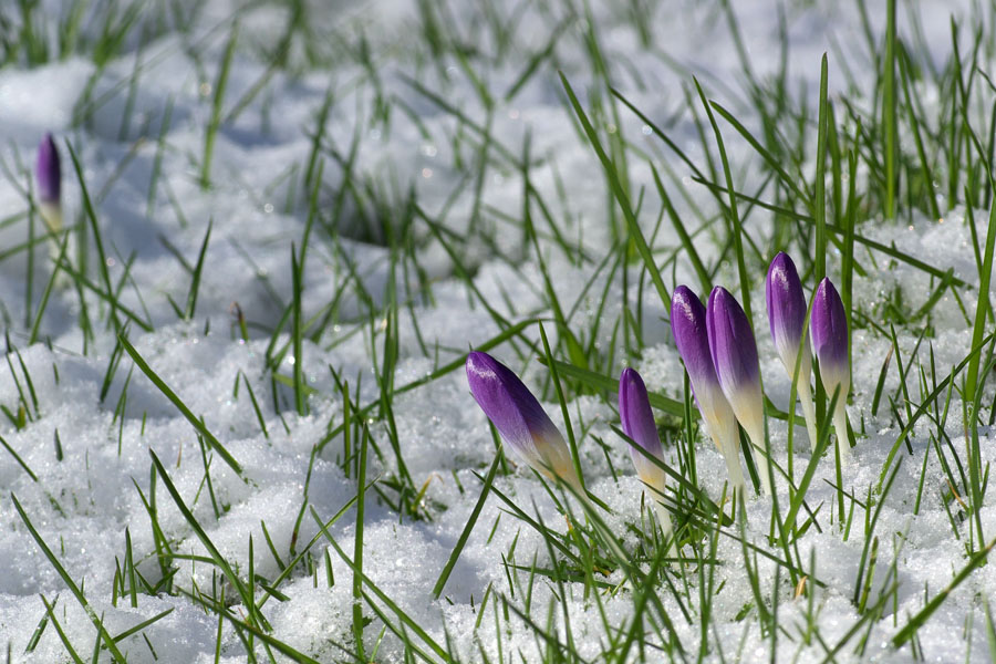 Crocus tommasinianus