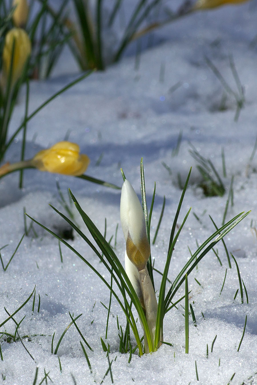 Crocus vernus