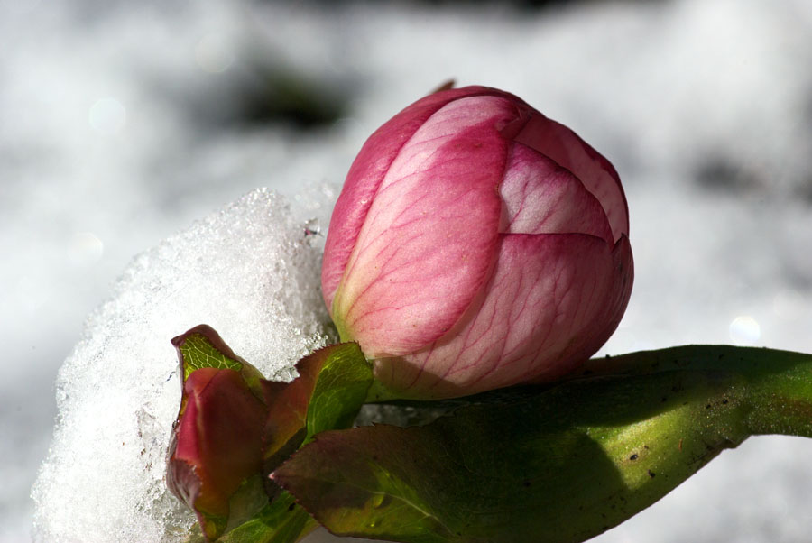 Helleborus x. hybridus