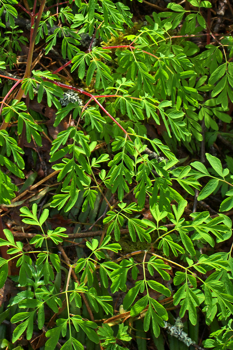 Cordalis scouleri