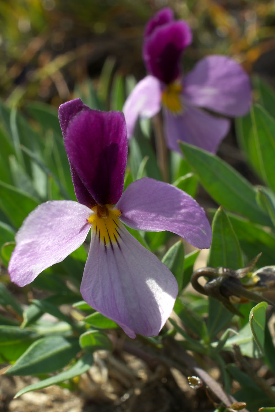 Viola trinervata