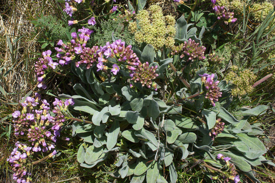 Phoenicaulis cheiranthoides