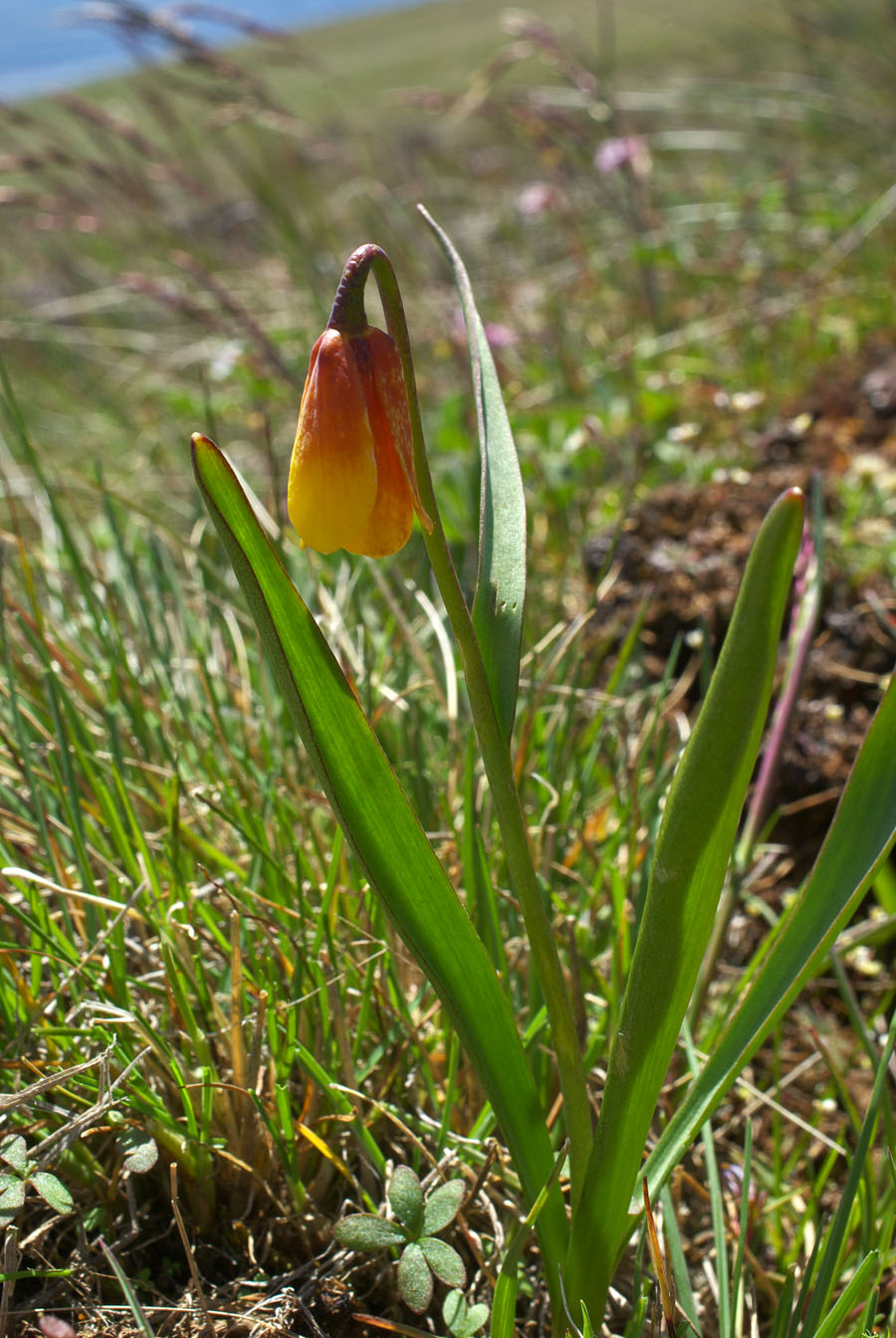 Fritillaria pudica