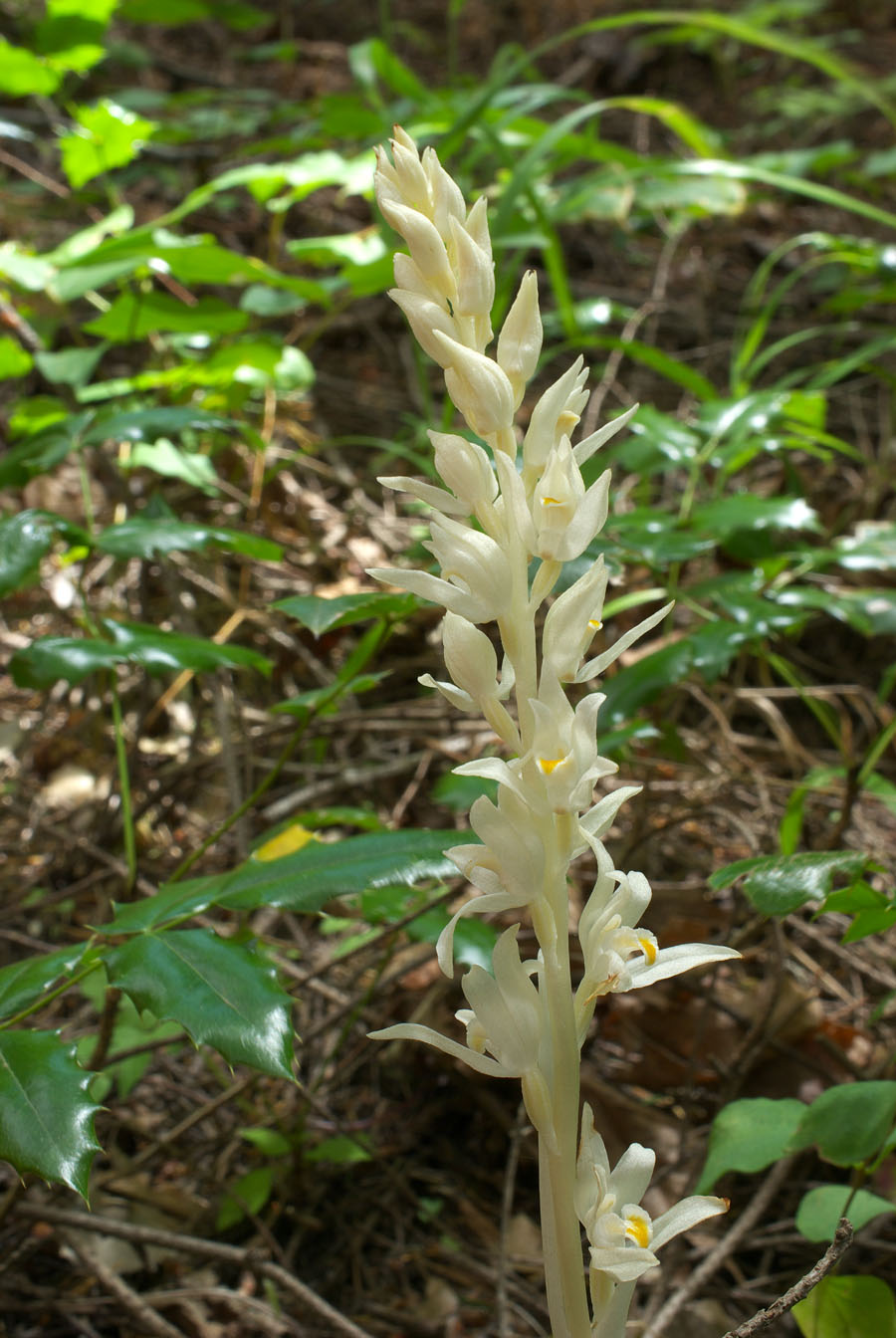 Cephalanthera austiniae