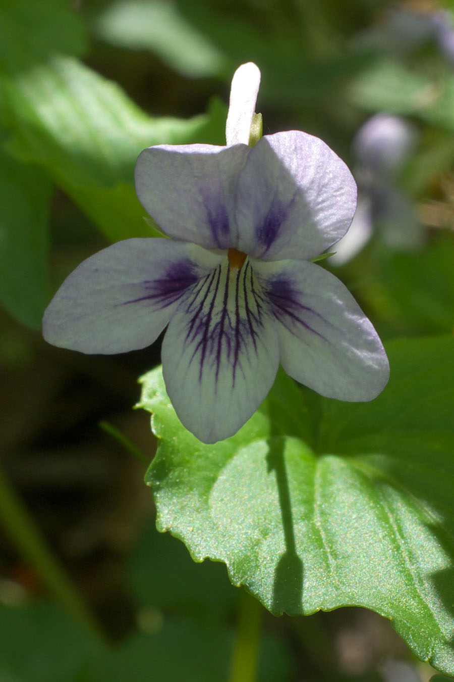 Viola canadensis var. canadensis