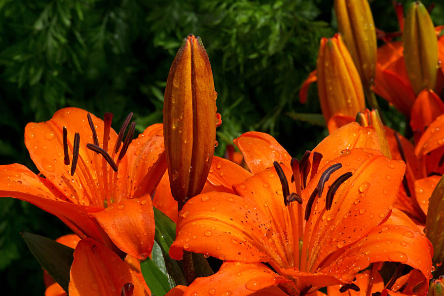 Orange Pixie