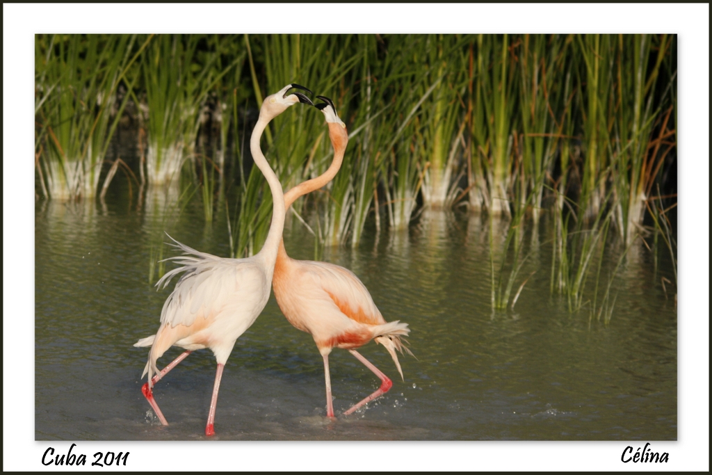 LE FLAMANT ROSES DE CUBA