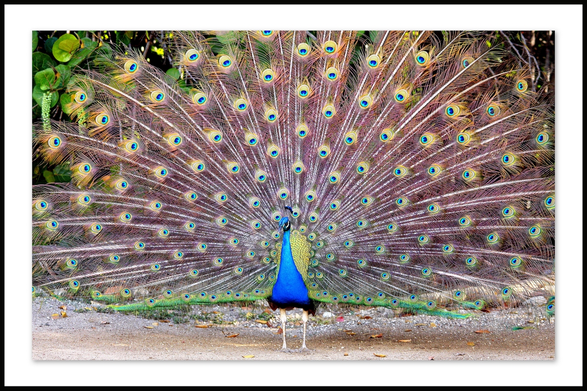   Cuba il y avait de de si beaux oiseaux