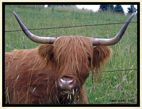 Highland Cattle