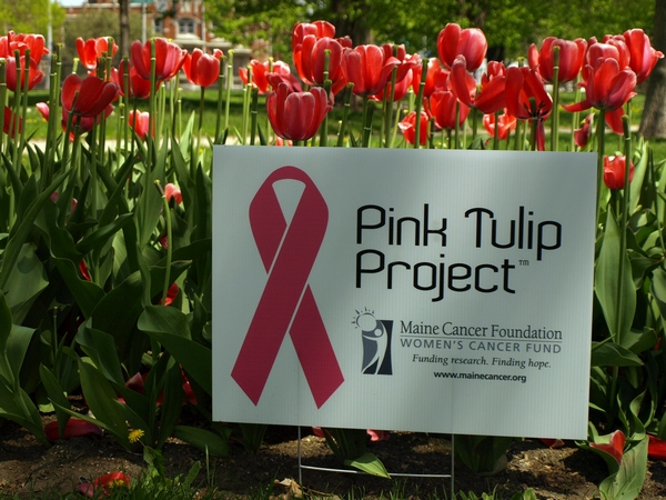 Pink Tulip Project