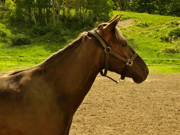 Brown Mare