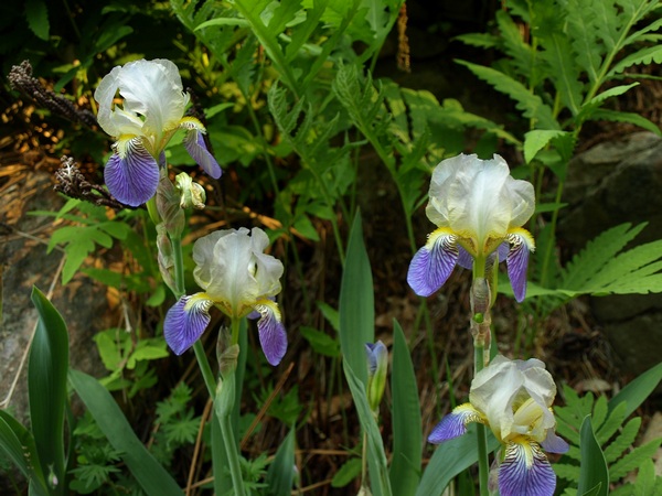 Iris Babies