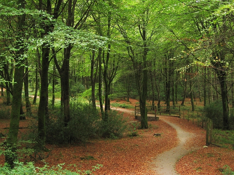 A woodland footpath near Bodmin