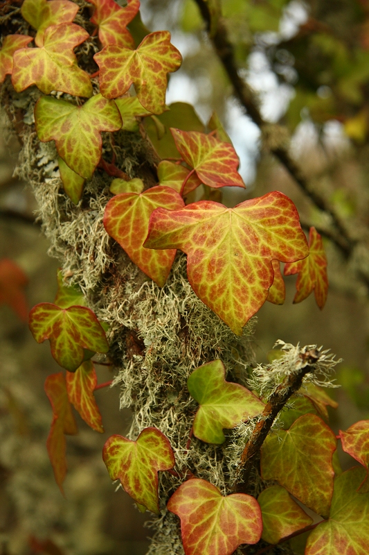 Ivy and Lichen