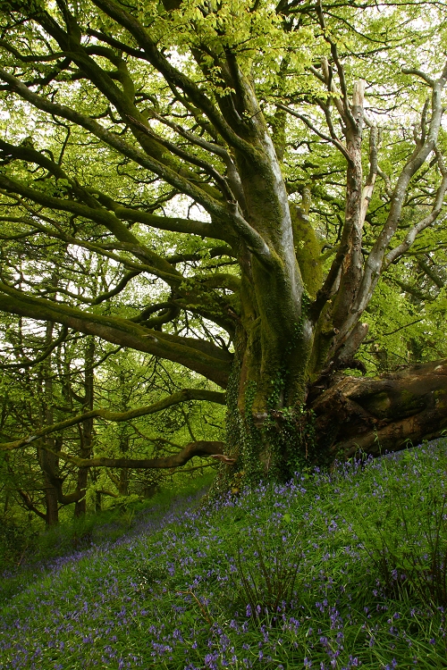 Big beech & Bluebells