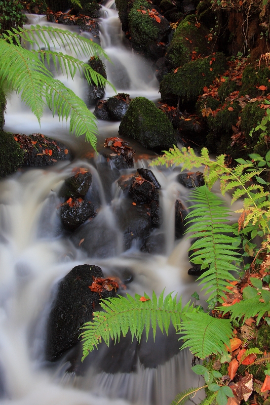 Autumn Cascade