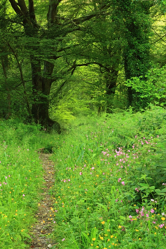 Woodland path with Spring flowers