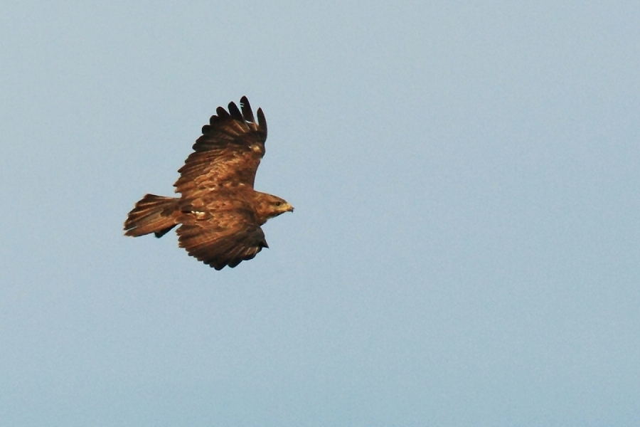 Hunting Buzzard