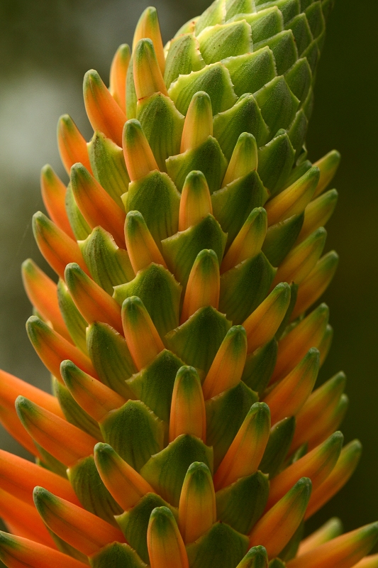 Aloe arborescens flower, Dry Temperate Biome