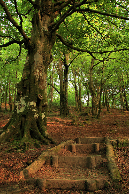 Woodland, Luxulyan Valley