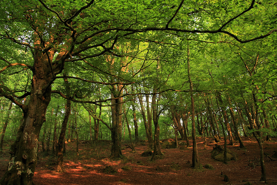 Woodland, Luxulyan Valley