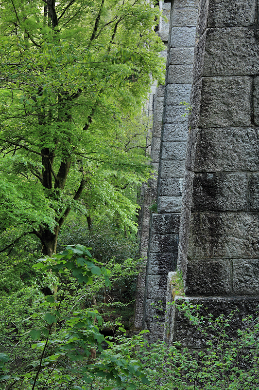 Trees and the Treffry Viaduct