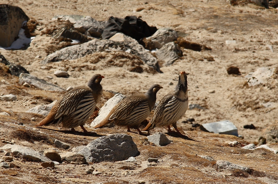 Tibetan Snow Cocks