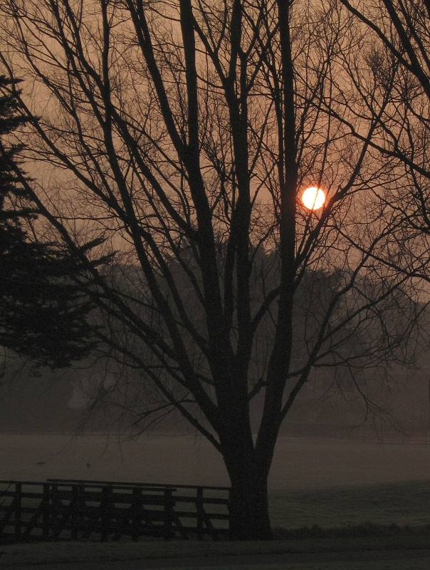 Local park at dawn