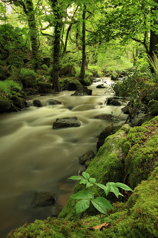 Pontsmill, Luxulyan Valley