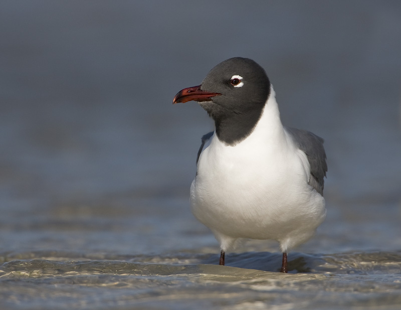 Mouette atricille / Laughing Gull