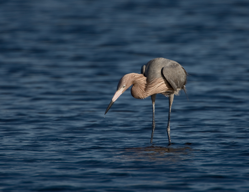 Aigrette rousstre / Reddish Egret