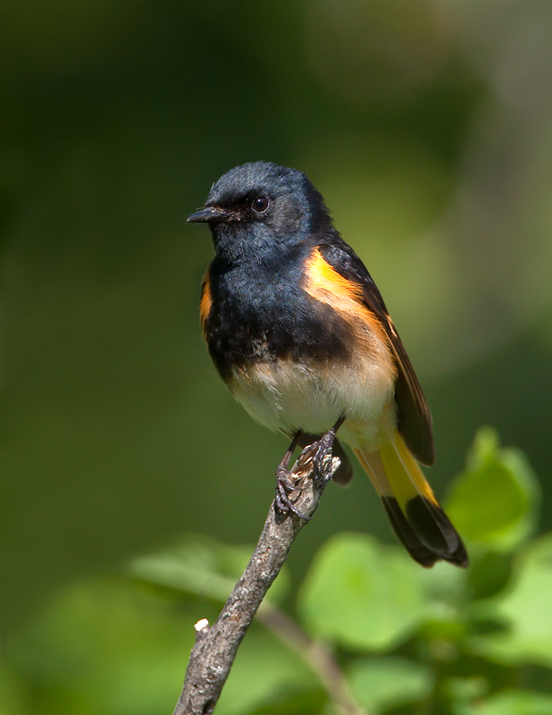 Paruline flamboyante / American Redstart