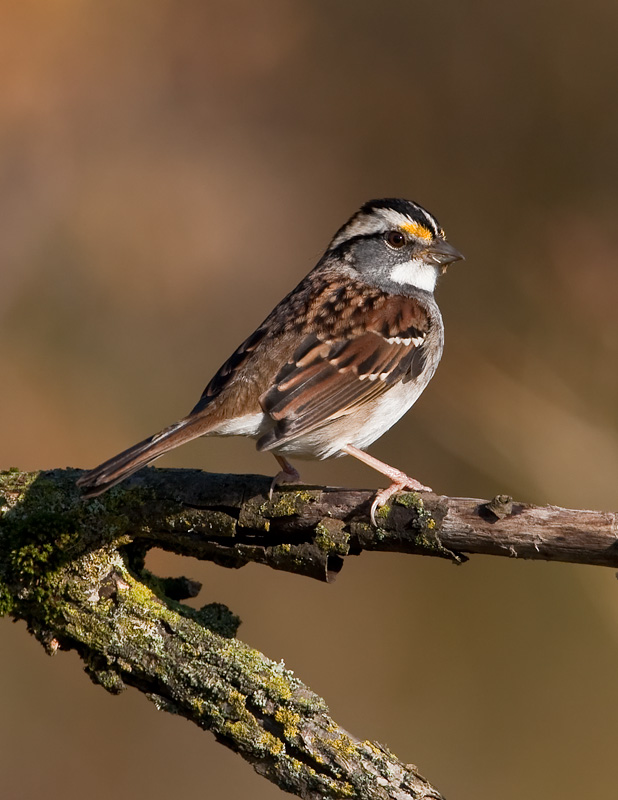 Bruant  gorge blanche / White-throated Sparrow