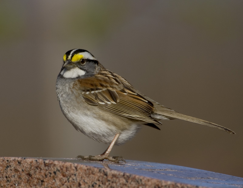 Bruant  gorge blanche / White-Throated Sparrow