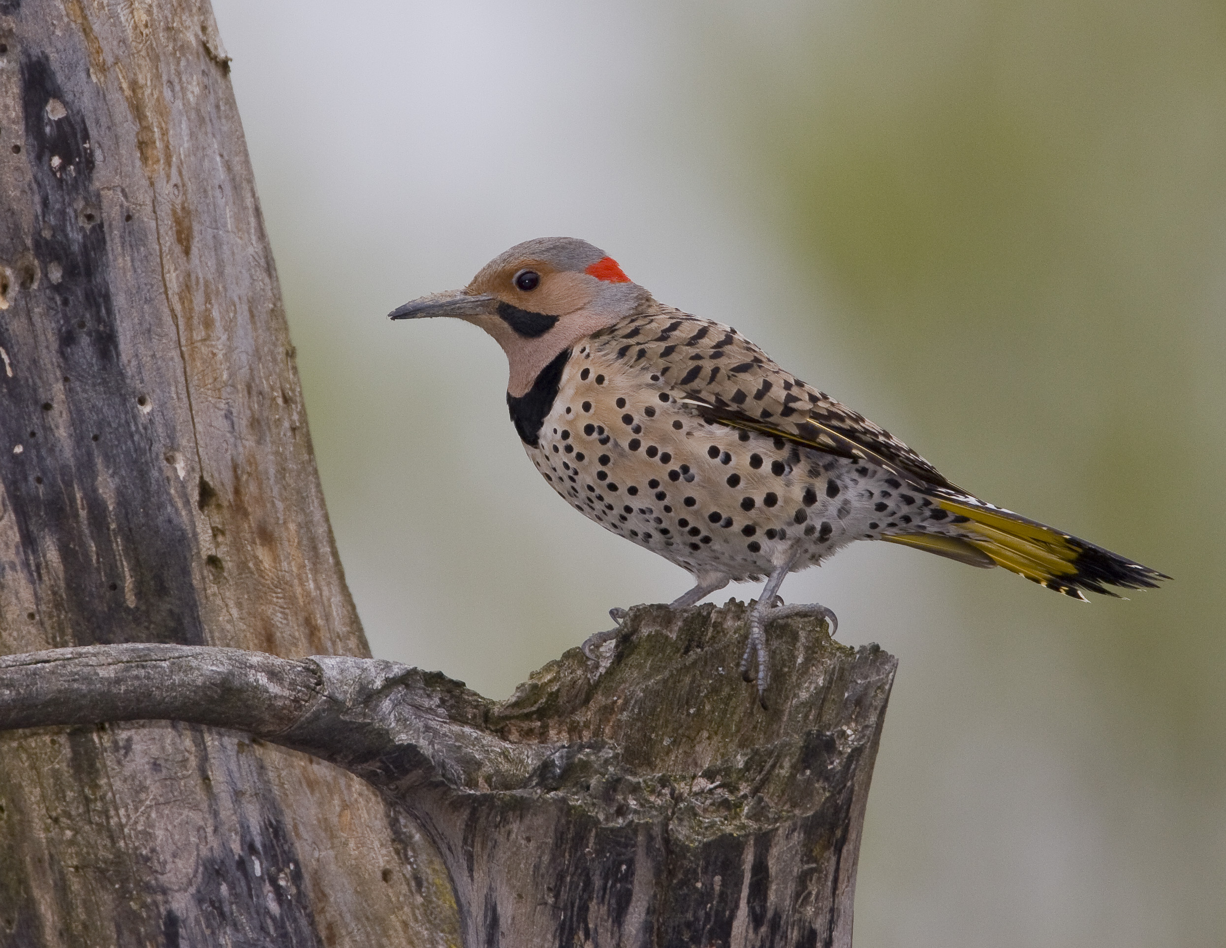 Pic flamboyant / Northern Flicker