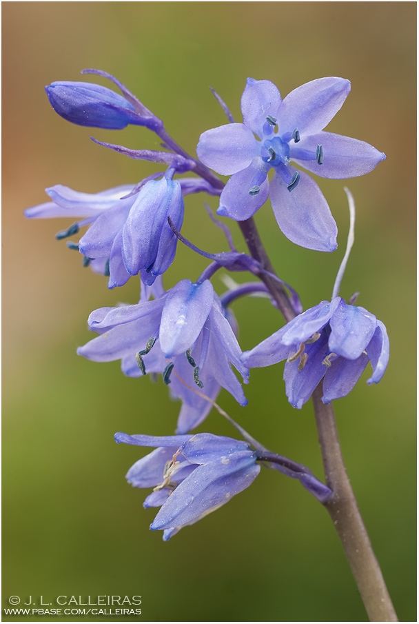  Hyacinthoides non-scripta