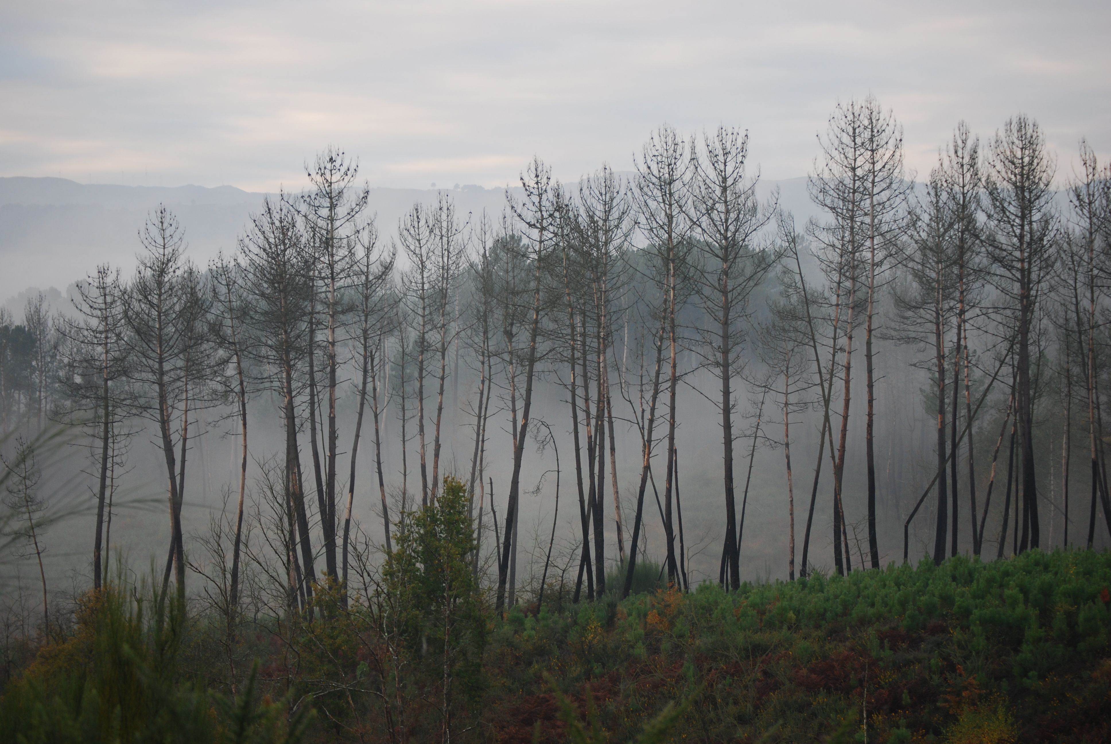 DSC_0121.JPG