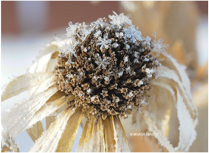 Snow Flakes on Seed Head