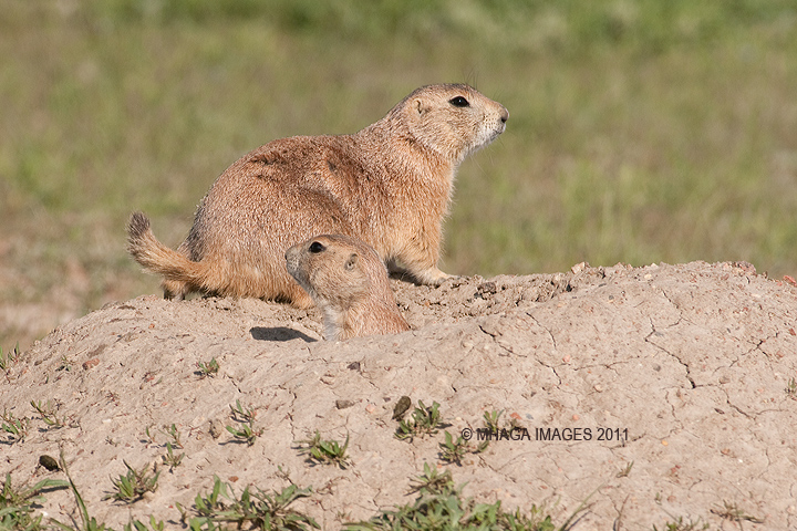 Prairie Dogs, Grasslands National Park