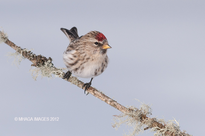 Common Redpoll