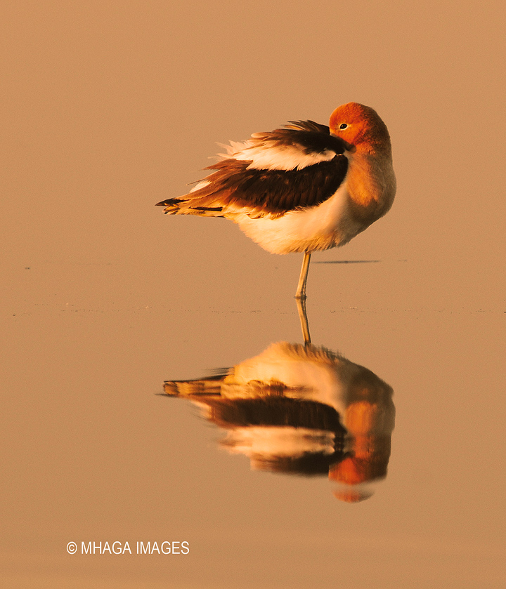 American Avocet