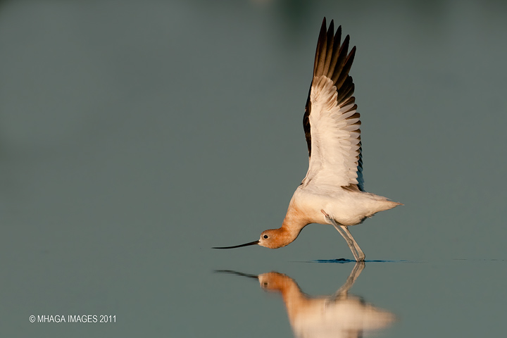 American Avocet