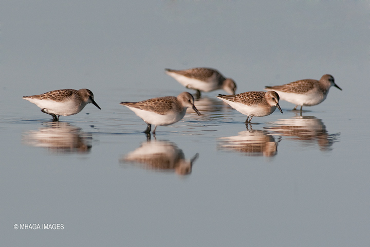 Semipalmated Sandpipers