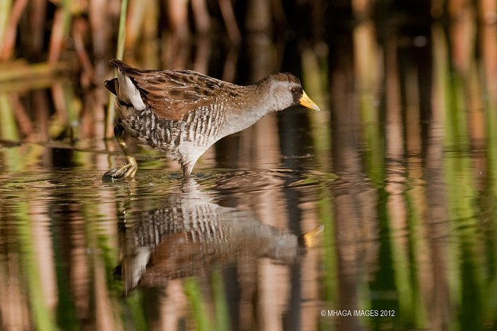 Sora, Lakewood Park, Saskatoon