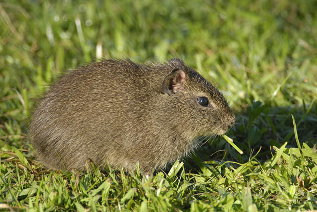 Pampas Cavy