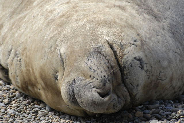 Southern Elephant Seal