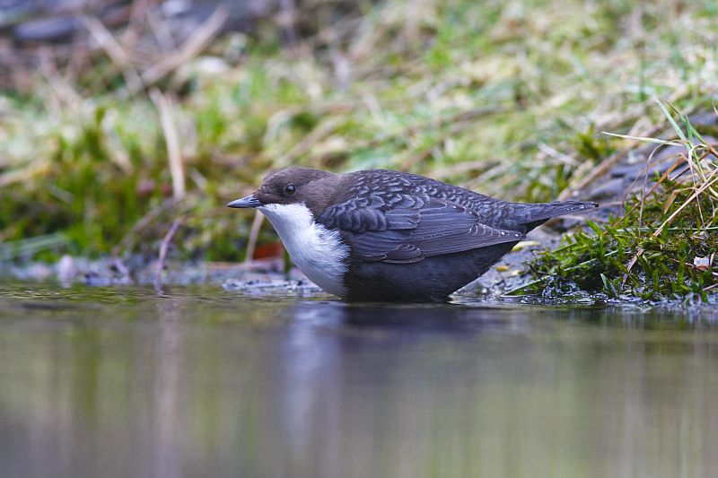 Black-bellied Dipper