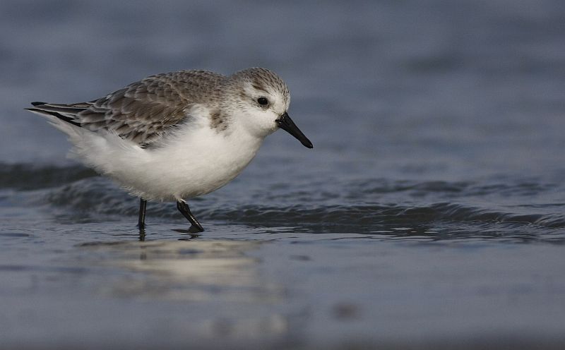 Sanderling